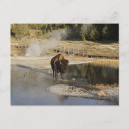 American Bison Yellowstone Wildlife Fotografy Postkarte