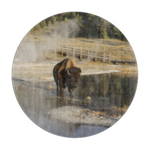 American Bison Yellowstone Wildlife Fotografy Schneidebrett