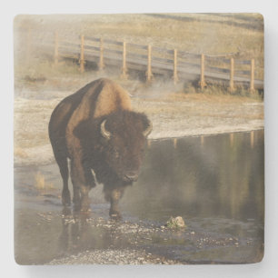 American Bison Yellowstone Wildlife Fotografy Steinuntersetzer