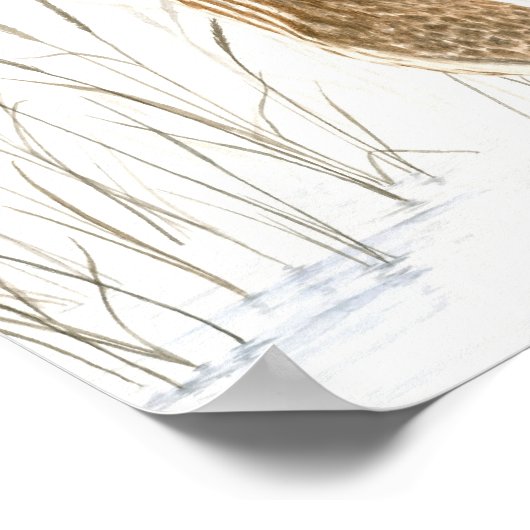 American Bittern Fine Art Print Poster (Ecke)