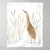 American Bittern Fine Art Print Poster (Vorne)