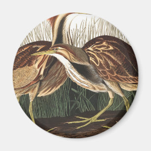 American Bittern von John James Audubon Magnet