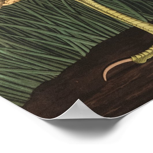 American Bittern von John James Audubon Poster (Ecke)