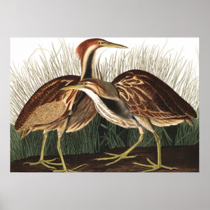 American Bittern von John James Audubon Poster