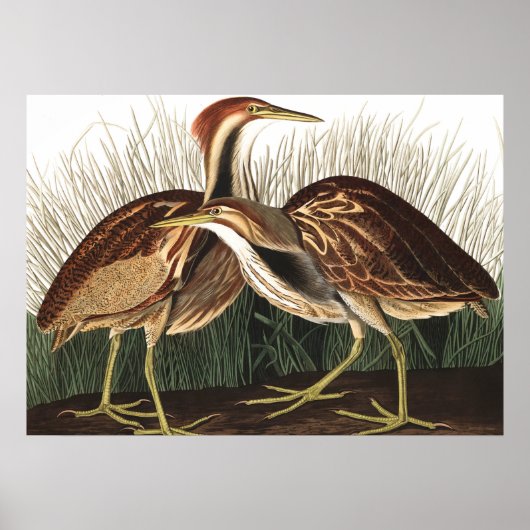American Bittern von John James Audubon Poster (Vorne)
