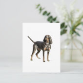 American Black and Tan Coon Hound Postkarte (Stehend Vorderseite)
