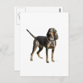 American Black and Tan Coon Hound Postkarte (Vorne/Hinten)