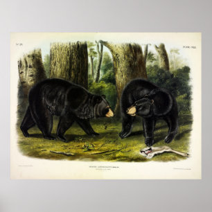 American Black Bar (Ursus Americanus) von Audubon Poster