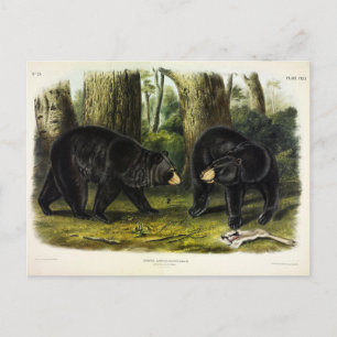 American Black Bar (Ursus Americanus) von Audubon Postkarte