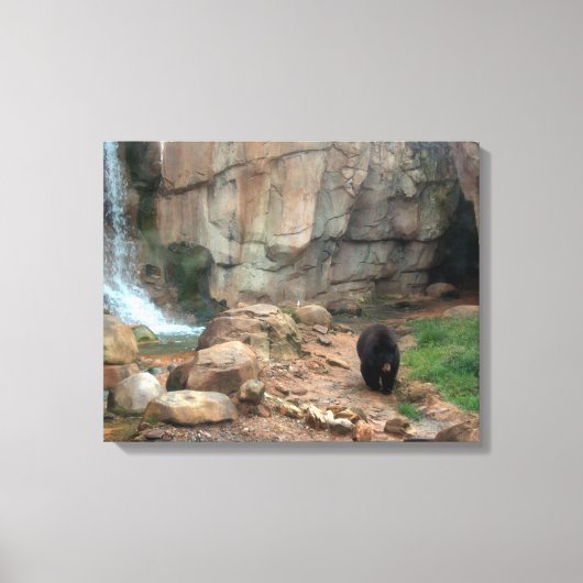 American Black Bear Leinwanddruck (Vorderseite)