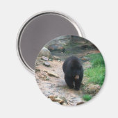 American Black Bear Magnet (Vorderseite/Rückseite)