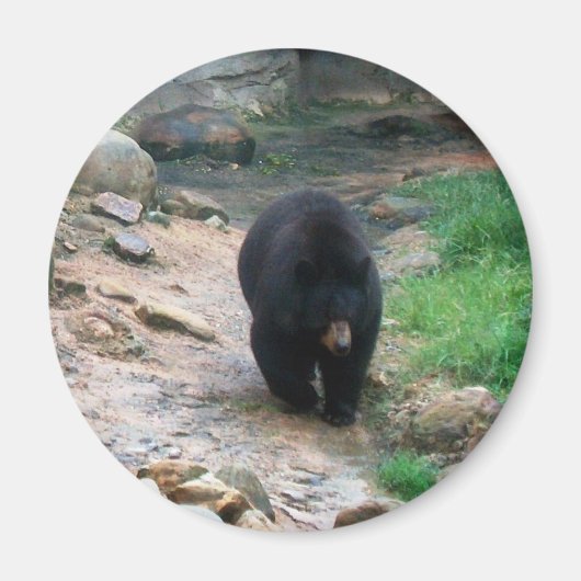 American Black Bear Magnet (Vorne)