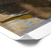 American Black Duck Poster (Ecke)