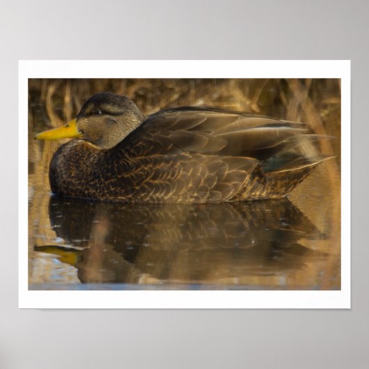American Black Duck Poster (Vorne)