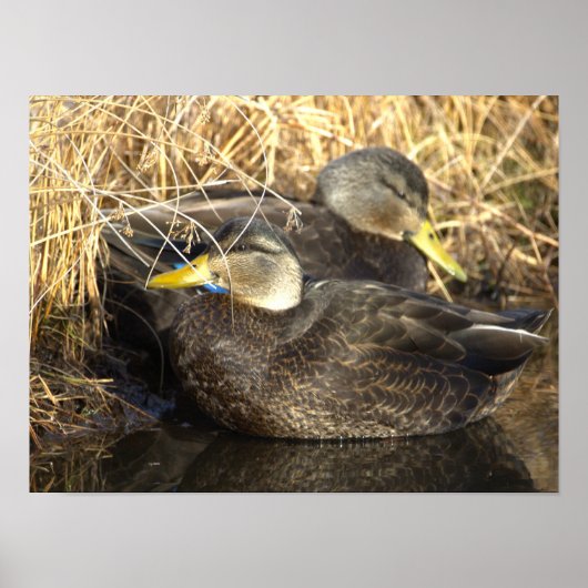 American Black Duck Poster (Vorne)