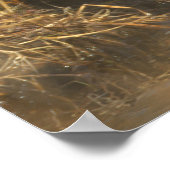 American Black Duck Poster (Ecke)