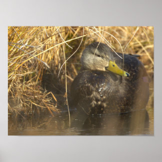 American Black Duck Poster