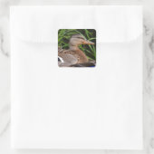 American Black Duck Sticker (Tasche)