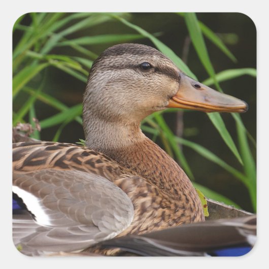 American Black Duck Sticker (Vorderseite)