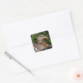 American Black Duck Sticker (Umschlag)