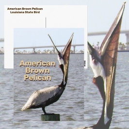 American Brown Pelican Louisiana Staat Bird Postkarte