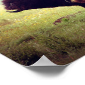 American Buffalo (Bison) Family Poster (Ecke)