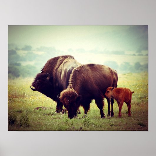 American Buffalo (Bison) Family Poster (Vorne)