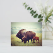 American Buffalo (Bison) Family Postkarte (Stehend Vorderseite)