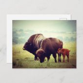 American Buffalo (Bison) Family Postkarte (Vorne/Hinten)