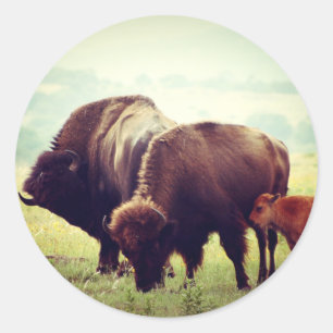 American Buffalo (Bison) Family Runder Aufkleber