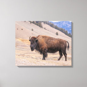 American Buffalo Bison Fotograf, Yellowstone Leinwanddruck
