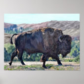 American Buffalo Bison Poster (Vorne)