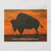 American Buffalo (Bison) Postkarte (Vorderseite)