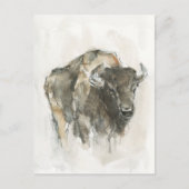 American Buffalo I Postkarte (Vorderseite)