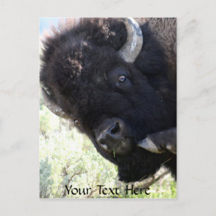 American Buffalo im Yellowstone Nationalpark Postkarte