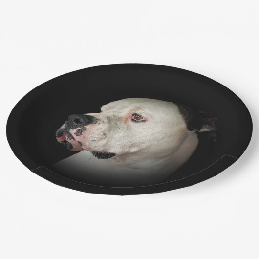 American Bull Dog Portrait Pappteller (Schrägansicht)