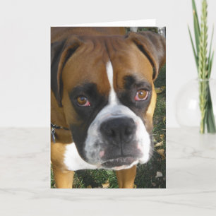 American Bulldog Birthday Card Karte