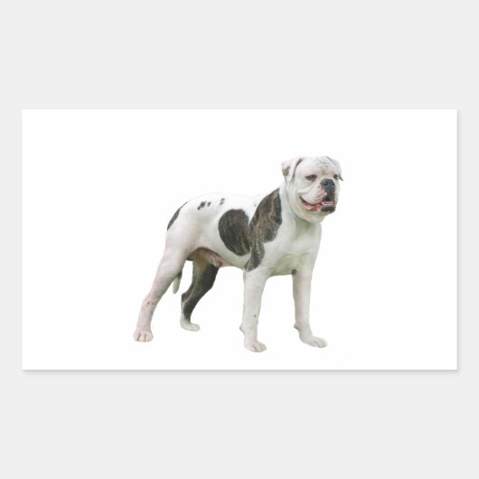 American Bulldog - Brown-White Rechteckiger Aufkleber (Vorderseite)