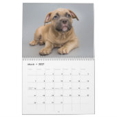 American Bulldog Dog Kalender 2026 (Mär 2027)