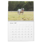 American Bulldog Dog Kalender 2026 (Jan 2027)