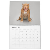 American Bulldog Dog Kalender 2026 (Feb 2027)