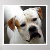 American Bulldog Face Poster (Vorne)
