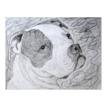 American Bulldog Pet Portrait Art Pencil Zeichnend