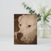American Bulldog Postcard Postkarte (Stehend Vorderseite)