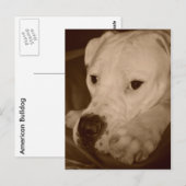 American Bulldog Postcard Postkarte (Vorne/Hinten)