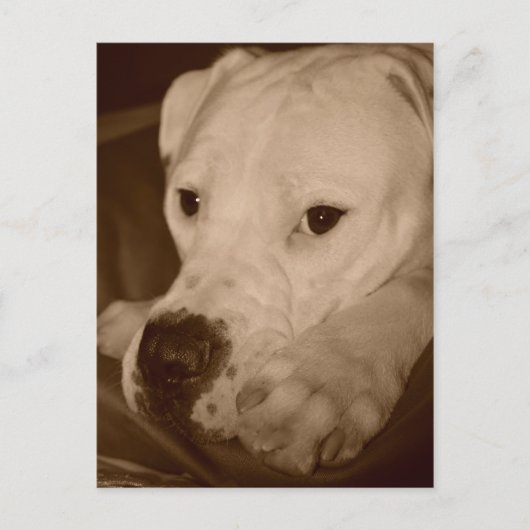 American Bulldog Postcard Postkarte (Vorderseite)