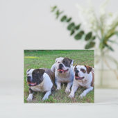 American Bulldog Postkarte (Stehend Vorderseite)