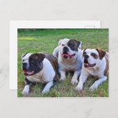 American Bulldog Postkarte (Vorne/Hinten)