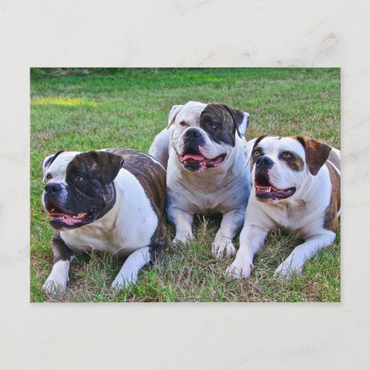 American Bulldog Postkarte (Vorderseite)