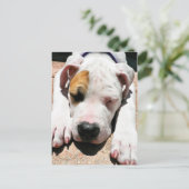American Bulldog Postkarte (Stehend Vorderseite)